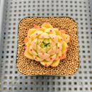 Echeveria 'Spicy' 1"-2" Succulent Plant Cutting