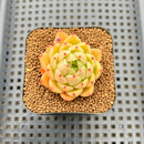 Echeveria 'Spicy' 1"-2" Succulent Plant Cutting