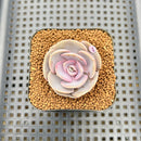 Echeveria 'Rose Rosa' 1"-2" Succulent Plant Cutting