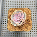 Echeveria 'Rose Rosa' 1"-2" Succulent Plant Cutting