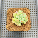 Echeveria 'Heart Ball' 2" New Hybrid Succulent Plant Cutting