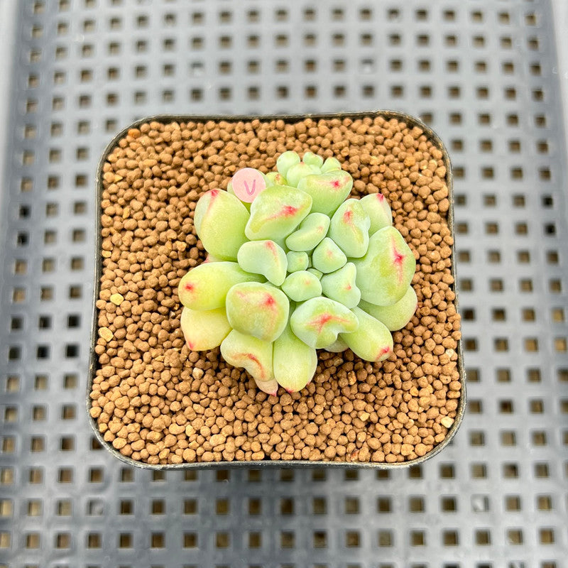 Echeveria 'Heart Ball' 2" New Hybrid Succulent Plant Cutting