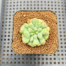 Echeveria 'Heart Ball' 2" New Hybrid Succulent Plant Cutting