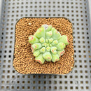 Echeveria 'Heart Ball' 2" New Hybrid Succulent Plant Cutting