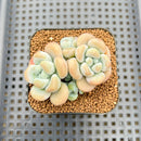 Graptopetalum 'Miul' 2" Succulent Plant Cutting