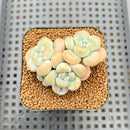 Graptopetalum 'Miul' 2" Succulent Plant Cutting