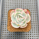 Echeveria 'Berkley Light' Variegated 2” Succulent Plant Cutting