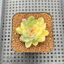 Echeveria Pulidonis Variegated 1"-2" Succulent Plant Cutting