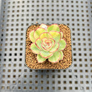 Echeveria Pulidonis Variegated 1"-2" Succulent Plant Cutting