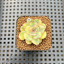 Echeveria Pulidonis Variegated 1"-2" Succulent Plant Cutting