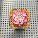 Echeveria 'Pink Bayan' 2" Succulent Plant Cutting