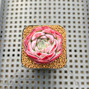 Echeveria 'Pink Bayan' 2" Succulent Plant Cutting