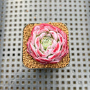 Echeveria 'Pink Bayan' 2" Succulent Plant Cutting