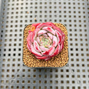 Echeveria 'Pink Bayan' 2" Succulent Plant Cutting