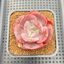 Echeveria 'Purple Tint' Mutated 2" Succulent Plant Cutting