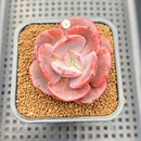 Echeveria 'Purple Tint' Mutated 2" Succulent Plant Cutting