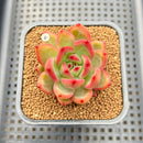 Echeveria 'Neon Rouge' 2" New Hybrid Succulent Plant Cutting