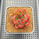 Echeveria 'Neon Rouge' 2" New Hybrid Succulent Plant Cutting