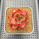 Echeveria 'Neon Rouge' 2" New Hybrid Succulent Plant Cutting
