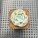 Echeveria 'Heart Angel' 1" Succulent Plant Cutting