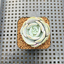 Echeveria 'Heart Angel' 1" Succulent Plant Cutting