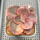 Echeveria 'Primadonna' Variegated 2" Succulent Plant Cutting