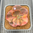 Echeveria 'Primadonna' Variegated 2" Succulent Plant Cutting