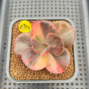 Echeveria 'Primadonna' Variegated 2" Succulent Plant Cutting