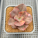 Echeveria 'Primadonna' Variegated 2" Succulent Plant Cutting