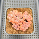Graptopetalum 'Egret' 2" Succulent Plant Cutting