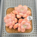 Graptopetalum 'Egret' 2" Succulent Plant Cutting
