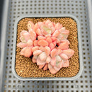 Graptopetalum 'Egret' 2" Succulent Plant Cutting