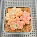 Graptopetalum 'Egret' 2" Succulent Plant Cutting