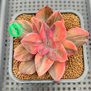 Echeveria 'Hanaikada' Variegated 2" Succulent Plant Cutting