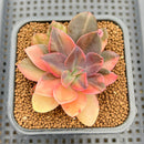 Echeveria 'Hanaikada' Variegated 2" Succulent Plant Cutting