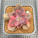Echeveria 'Hanaikada' Variegated 2" Succulent Plant Cutting