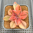 Echeveria 'Hanaikada' Variegated 2" Succulent Plant Cutting