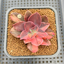 Echeveria 'Hanaikada' Variegated 2" Succulent Plant Cutting