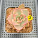 Echeveria Agavoides 'Chimera' Variegated 2" Succulent Plant Cutting