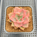 Echeveria Agavoides 'Chimera' Variegated 2" Succulent Plant Cutting