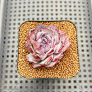 Echeveria 'Blue Witch' New Hybrid 1"-2" Succulent Plant Cutting