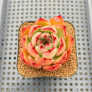 Echeveria Agavoides 'Veronica' 2" Succulent Plant Cutting