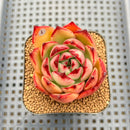 Echeveria Agavoides 'Veronica' 2" Succulent Plant Cutting