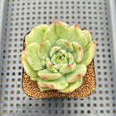 Echeveria 'Jaoki' (자옥이) Variegated 2" Succulent Plant Cutting