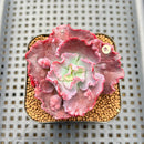 Echeveria 'Speed Bump' 2" Succulent Plant Cutting