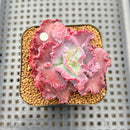Echeveria 'Speed Bump' 2" Succulent Plant Cutting