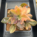 Echeveria 'Hanaikada' Variegated 4" Succulent Plant Cutting