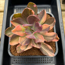 Echeveria 'Hanaikada' Variegated 4" Succulent Plant Cutting