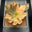Echeveria 'Hanaikada' Variegated 4" Succulent Plant Cutting
