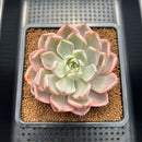 Echeveria 'Pretty In Pink' Variegated 3"-4" Succulent Plant Cutting
